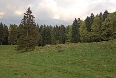 Teren Construcții intravilan de 900 mp, în Vlădeț - Trei Brazi - 4