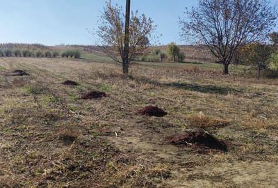 Teren de 3200 mp, în Schineni (Sascut) - 2