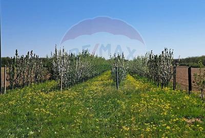 Vanzare teren Livada - Ferma Arges - Izbasesti / DN 142 l... - 13