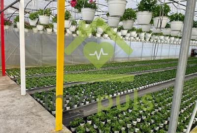 🗺️ Teren intravilan in Jupani (Timis), 10,19 Euro/mp.✨ - 8