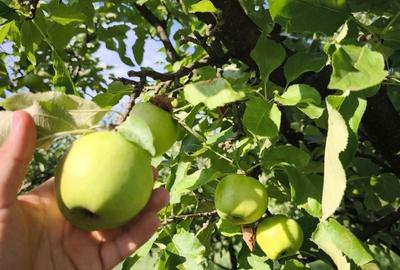 Casă cu 4 camere în Exterior Vest - 4