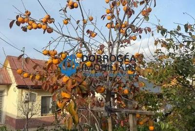 Caslita, casa BCA, iesire la Lac, teren 800 mp - 17