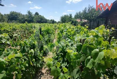 Vatra de casa si plantatie de vita de vie - 3