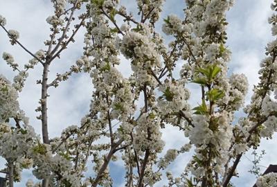 Teren agricol extravilan de 4000 mp, în Poarta Albă - 1
