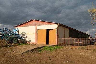 Vanzare ferma agricola Negru Voda - Constanta cu 240 hectare teren si utilaje - 15