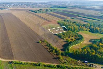 Teren 5,000mp Vorovesti / None - 1