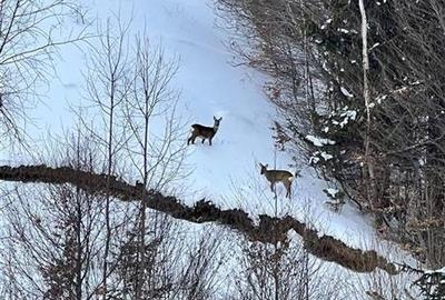 Teren Construcții intravilan de 60000 mp, în Peștera - 22