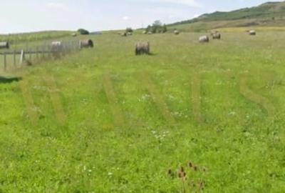 Teren Construcții intravilan de 1450 mp, în Uriu - 4
