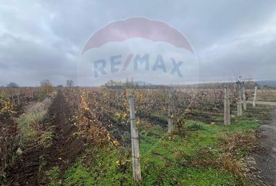 Teren intravilan 2727mp Carligele / Strada Tulceanu - 5