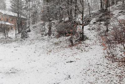 Teren de 4220 mp, în Bușteni - 1