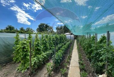 Casă  str. Progresului , Sebes, destinatie : uni/multifamiliala - 12