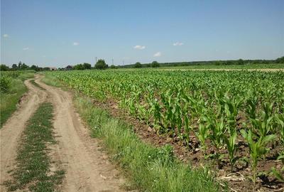 Teren de 3600 mp, în Moara Vlăsiei - 3