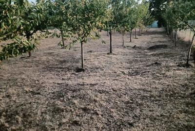 Casă cu 2 camere cu Teren 3868 Mp în Central - 9