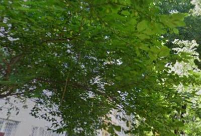 Obor,Mihai Bravu langa Primaria Sectorului 2 - 2