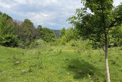 Teren de 8329 mp, în Ciuta - 3