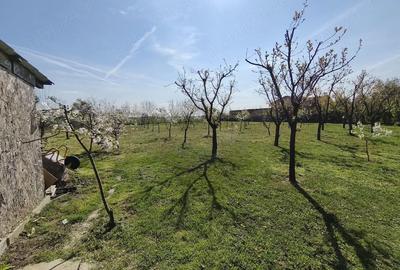 Casă cu 3 camere cu Teren 1500 Mp în Beregsău Mare - 8