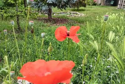 Urgent .Proprietar, parter la casa cu etaj, Mogosesti - Iasi, 10 km - 8