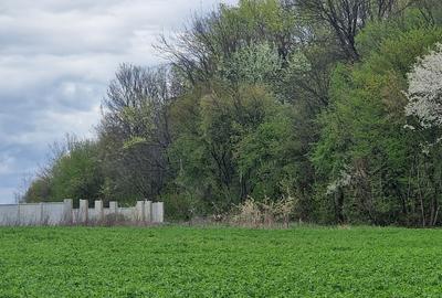 Izvorani, loturi de 500 mp, langa padurea Snagov, locatie de vis Izvorani, loturi de 500 mp, langa padurea Snagov, locatie de vis - 5