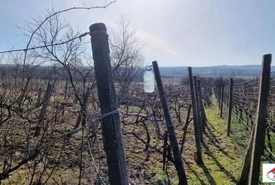 Teren de 1996 mp, în Viile Satu Mare - 9