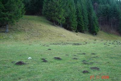Teren în Plaiul Foii - 5