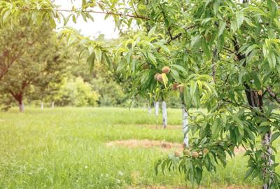 Teren agricol intravilan de 7603 mp, în Delenii - 3