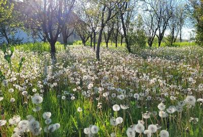 Casă în Lipovei - 5