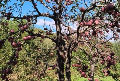 Casa cu mansardă și livada - 1