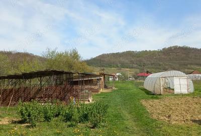 Vand casa Lozna jud Salaj - 3