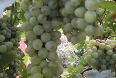 Casă cu 2 camere în Iratoșu - 2