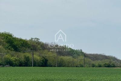 Vanzare teren 7.000 mp - Buftea, zona Tămași | lângă pădure - 2