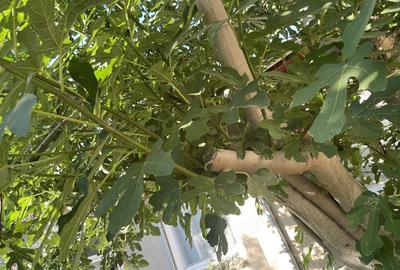 Casă cu 3 camere în Mahmudia - 1