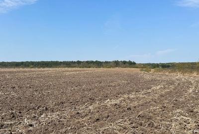 Teren de 10445 mp, în Cernica - 9