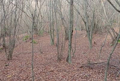 Teren de 9100 mp, în Râu de Mori - 8