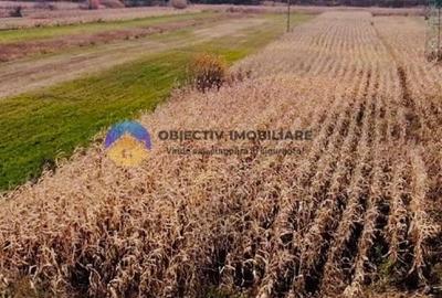 Teren intravilan de vanzare 5533 mp - Alexandru cel Bun - 4