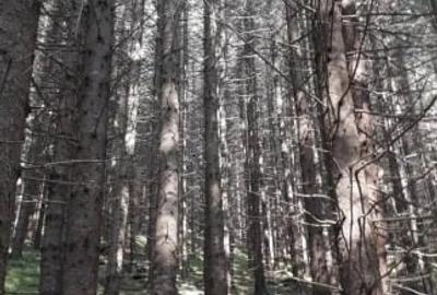 Padure virgină, de vanzare - 3