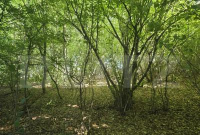 Teren de 524 mp, în Făget - 6