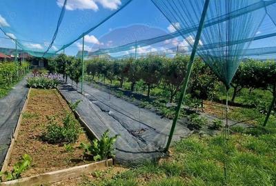 Investitie livada cu 116 pomi fructiferi in Comuna Livada - 3