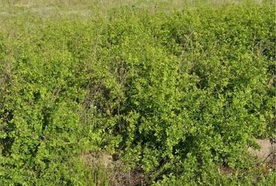 Teren de 850 mp, în Exterior Vest - 4