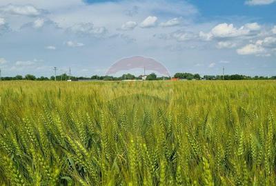 Teren intravilan - 17.500 mp - Gostilele Fundulea - 1