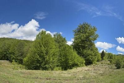 Teren de 1000 mp, în Nucșoara - 6