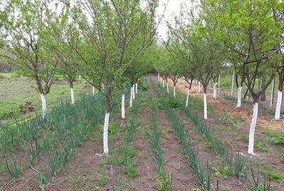 Casă cu 4 camere în Sărățeni - 4