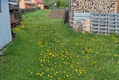 Casă cu 4 camere în Toplița - 4
