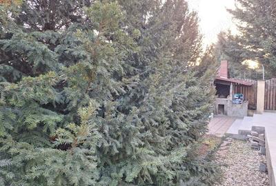 Casa Prelungirea Ghencea modern amenajata - langa scoala Pro Ingenio Casa Prelungirea Ghencea modern amenajata - langa scoala Pro Ingenio - 1