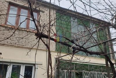 Zona Grivitei-Pta Mare Vila P+1, 6 camere, 2 bai teren 242mp deschidere 10 m la strada - 3