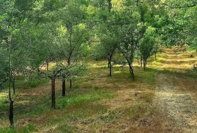 Teren de 6000 mp, în Stoilești - 2