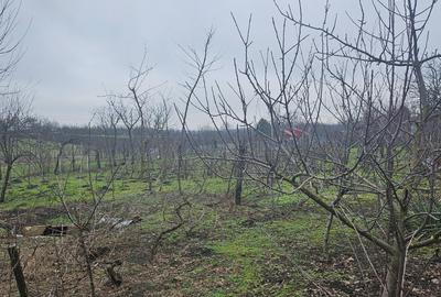 Casă individuală cu 5 camere cu Teren 1964 Mp în Vâlcelele - 12