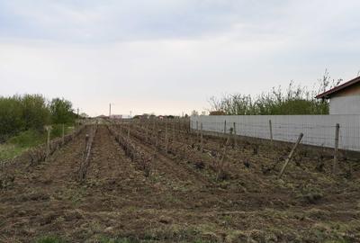 Teren de 1500 mp, în Odobești - 5