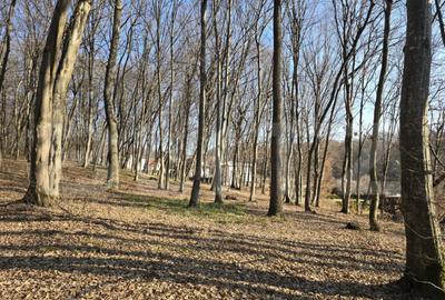 Teren cu sufrafata de 3000 mp in Padurea Faget - 4