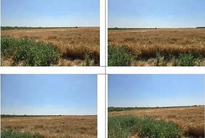 Teren extravilan cota parte 1/2, Magurele, ID: R2641535 - 9