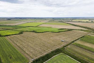 Livada BIO de nuci de vanzare langa Cermei - 6